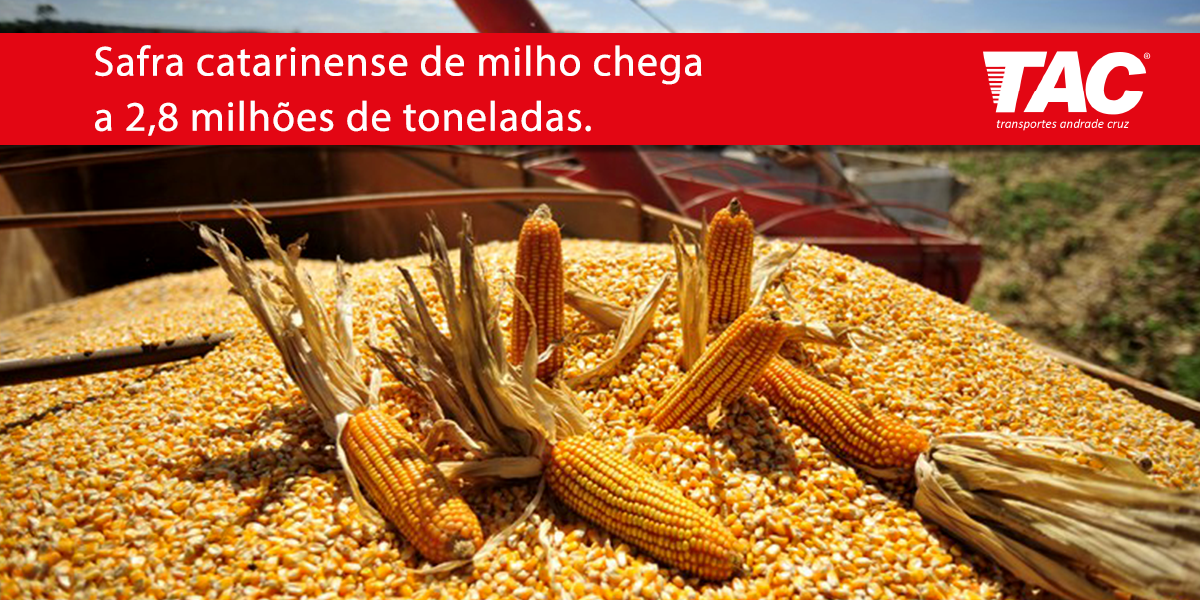 11-03-Post-Blog—Informativo-TAC